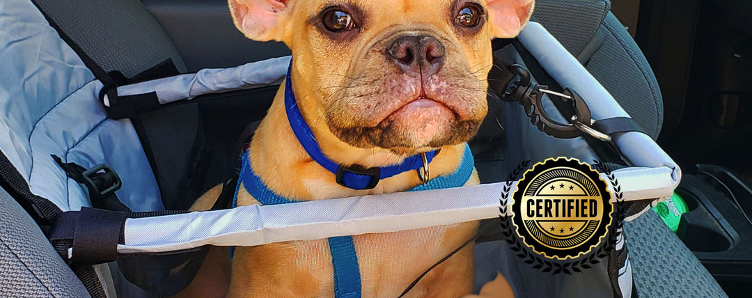 How Do You Keep Your French Bulldog Safe in a Vehicle?