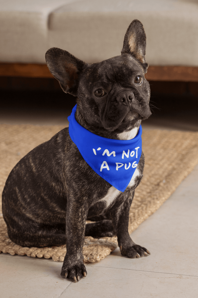Frenchie I m not a pug Identity Crisis Bandana FrenchieBS